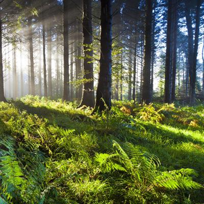 火狐·体育截图