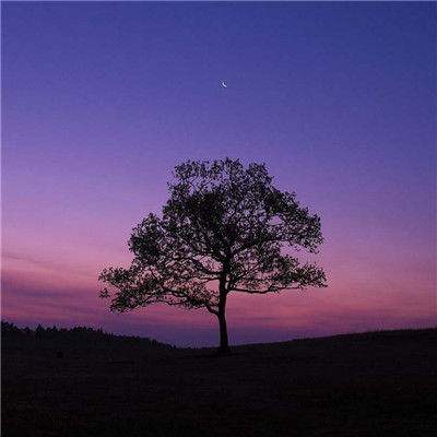 半岛官方入口app